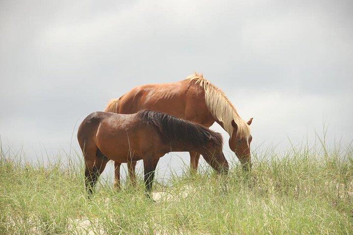 2-hour Outer Banks Wild Horse Tour by 4WD Truck