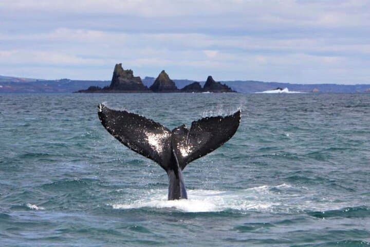 Fastnet Rock Lighthouse & Cape Clear Island tour departing Baltimore. West Cork.