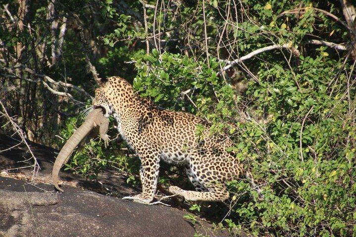 Special leopard & Elephants safari - Yala - 04.30 am to 11.30 am