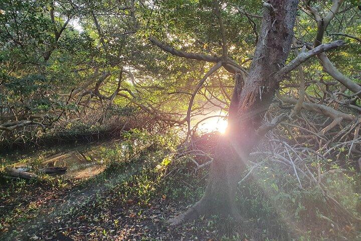 Spanish Lagoon Mangrove Trail & Bird Watching