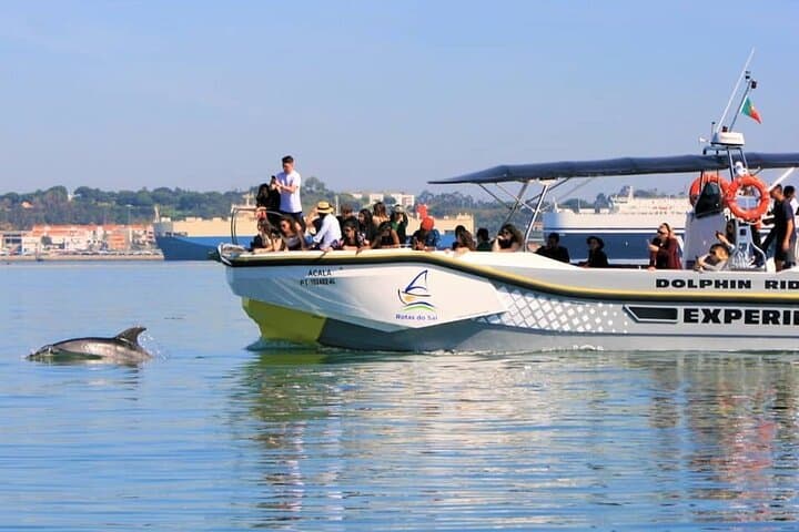 Observation of Dolphins in Setúbal