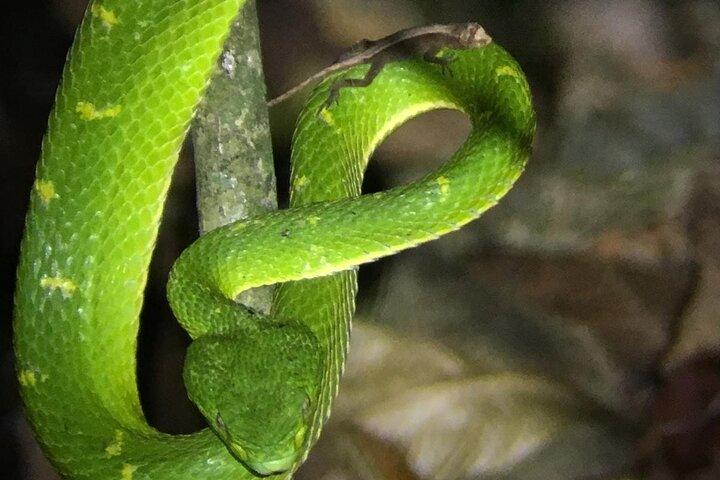 Monteverde Rain Forest Night Walk