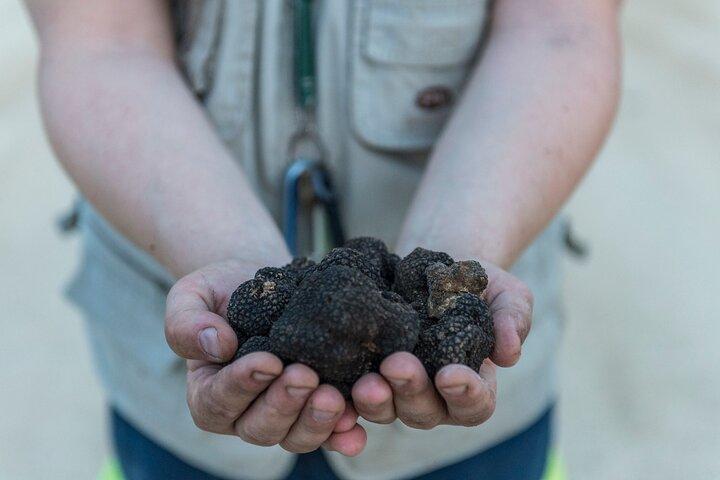 Truffle Lunch & Hunting Experience in San Gimignano