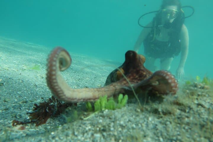 Private Scuba Diving Expert-Led Excursion Training with Tour