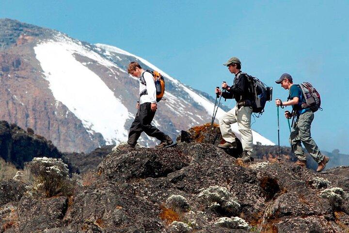 Kilimanjaro day hike on the Shira Plateau from / to Moshi