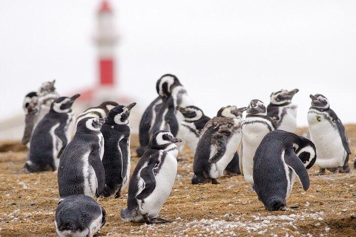Walk alongside Penguins on Magdalene Island and navigate Marta Island