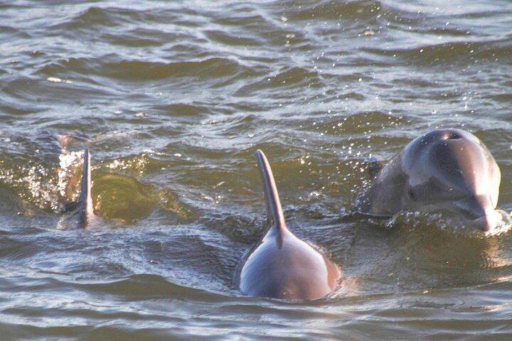2-Hour Dolphin and Nature Eco Tour from Orange Beach