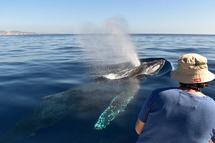 Whale Watching Cape : Female Crew, Sightings Guaranteed, Photos