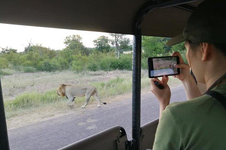 Private Morning Game Drive from Hazyview l Kruger National Park