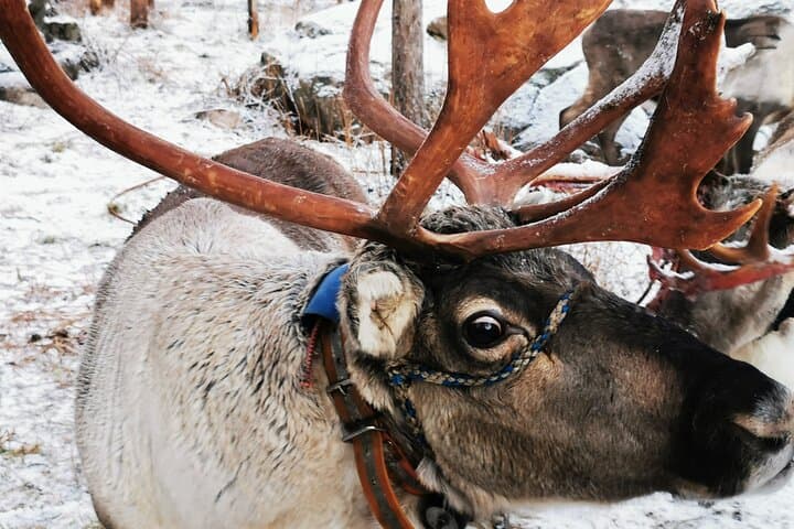 Santa's Reindeer & Husky Safari + Aurora BBQ in Rovaniemi