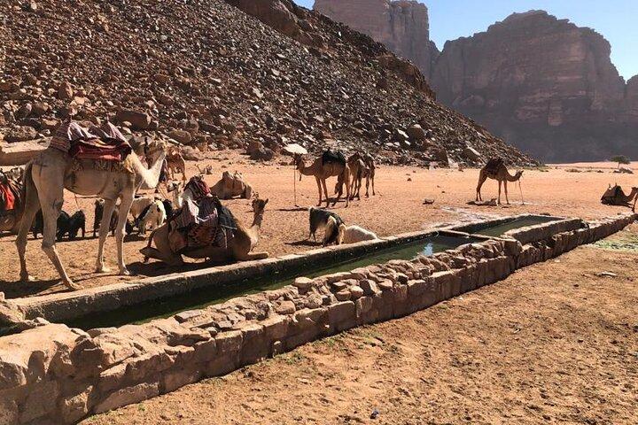 4 Hour Jeep Tour (morning or sunset) - Wadi Rum Desert Highlights