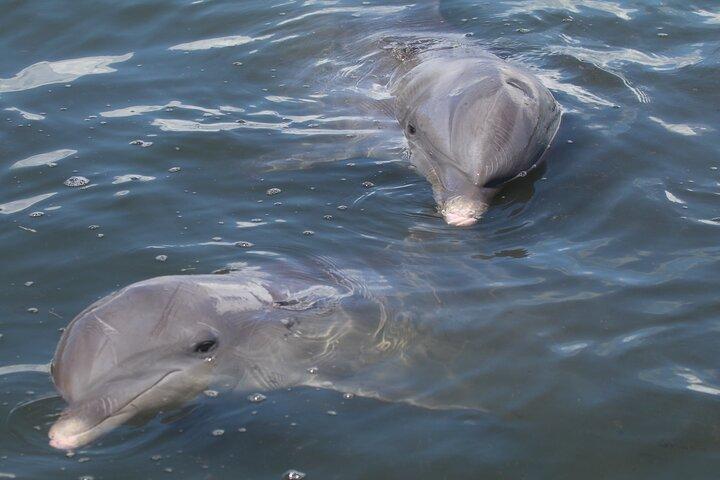 Dolphin Tour in St. Pete Beach