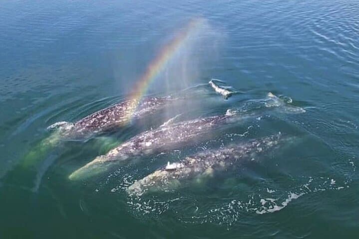 Cabo San Lucas Small-Group Whale Watching Tour: Hear the Whales