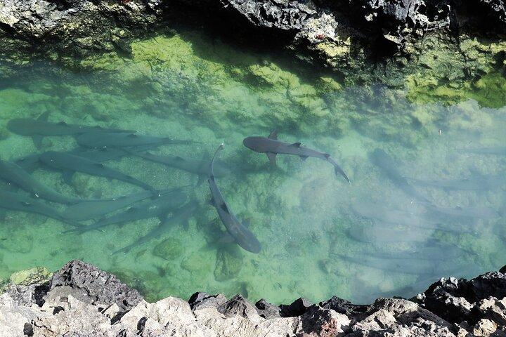 Day Tour to Isabela Island with Tintorera Islet, Snorkeling Wetlands & Flamingos