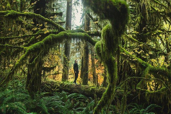 Olympic Full Day Private Tour & Hike