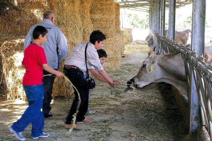 Guided tour from Palermo: Sicilian traditions with farm