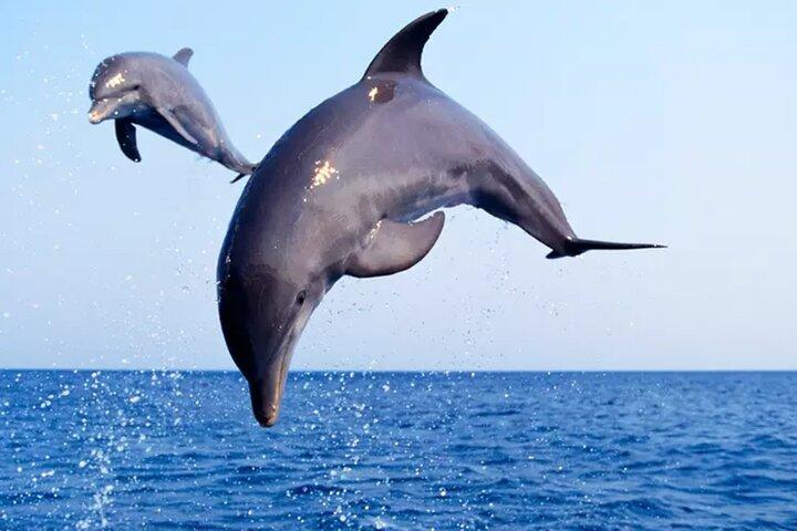 Private Dolphin Watch and Sunset Boat Tour Port Aransas Texas