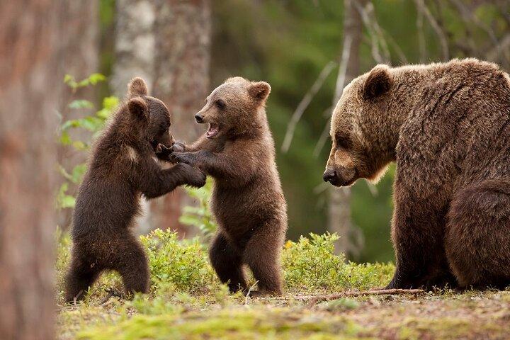 Libearty Bear Sanctuary Zărnești largest brown bear sanctuary