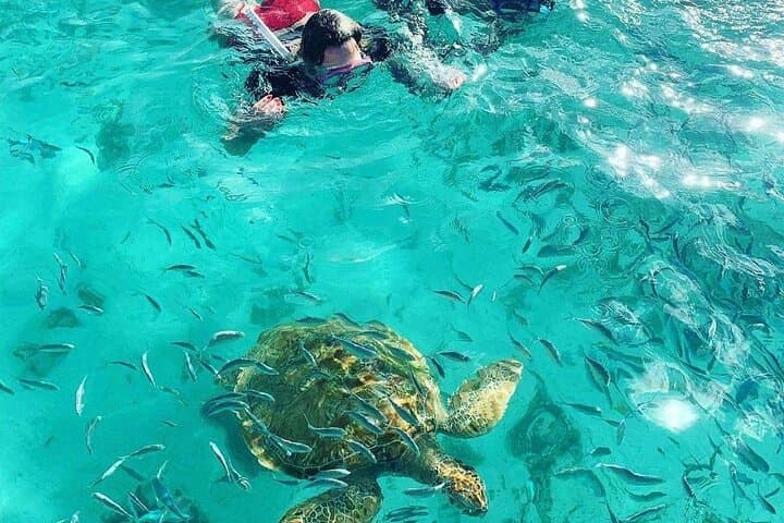 Turtle Snorkelling & Scenic North Island Full-Day Experience