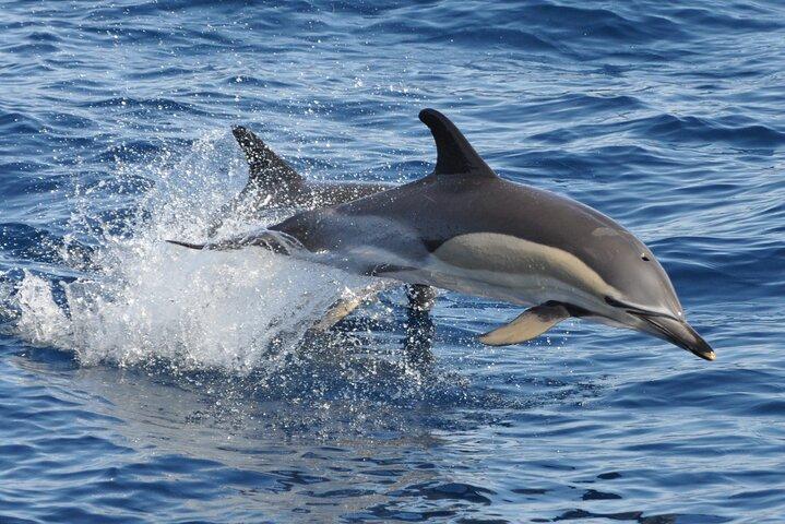 Morro Jable: 2 Hours Magic Dolphin & Whale watching with Drinks & Swim Stop.