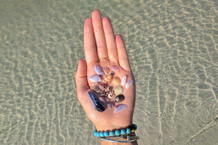 Three Hour Shelling Cruise to Shell Key Preserve from John's Pass