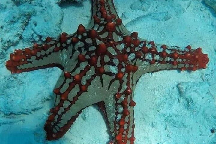 Luxury Starfish Adventure+ Blue Lagoon +Snorkeling + The rock restaurant