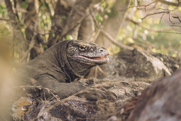 Full-Day Adventure Tour to komodo Island with join Speed Boat tur