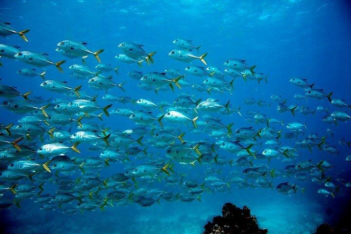 Key Largo Snorkel Tour, 2 Sites Check-In's : 7:30 & 12:00!