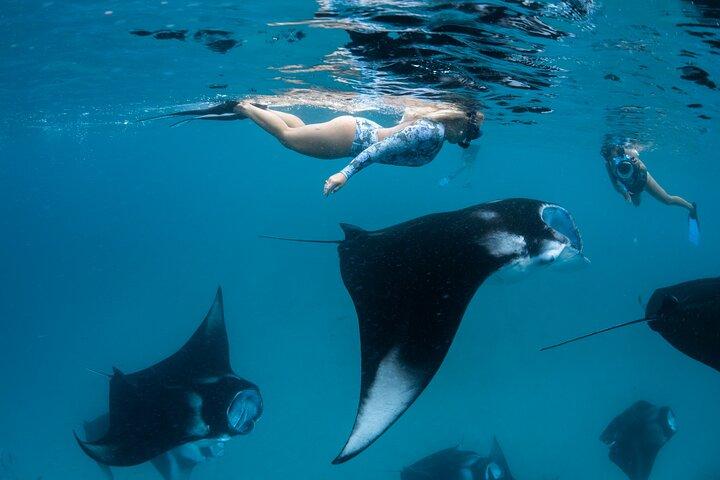 Snorkeling with Manta Rays from Maafushi