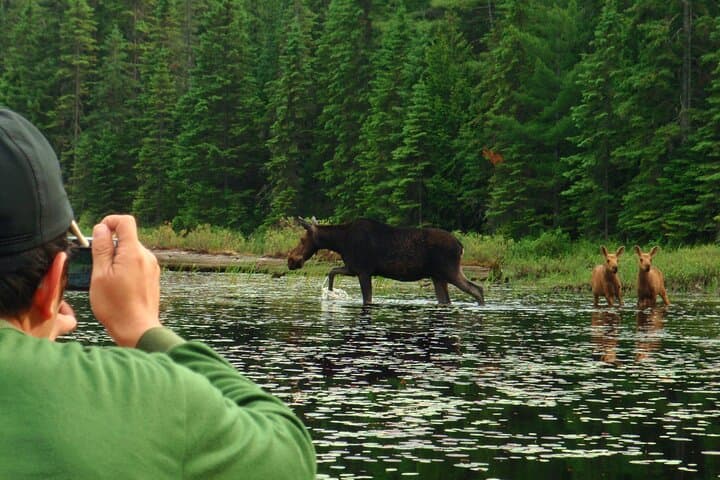 Algonquin Park 4-Day Deluxe Camping & Canoeing Adventure