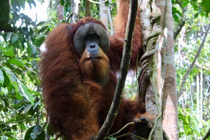 Seebukitlawang 2 DAYS 1 NIGHT ORANG UTAN Trekking & Rafting