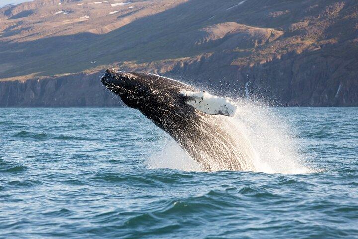 Big Whales & Puffins RIB boat tour from Húsavík