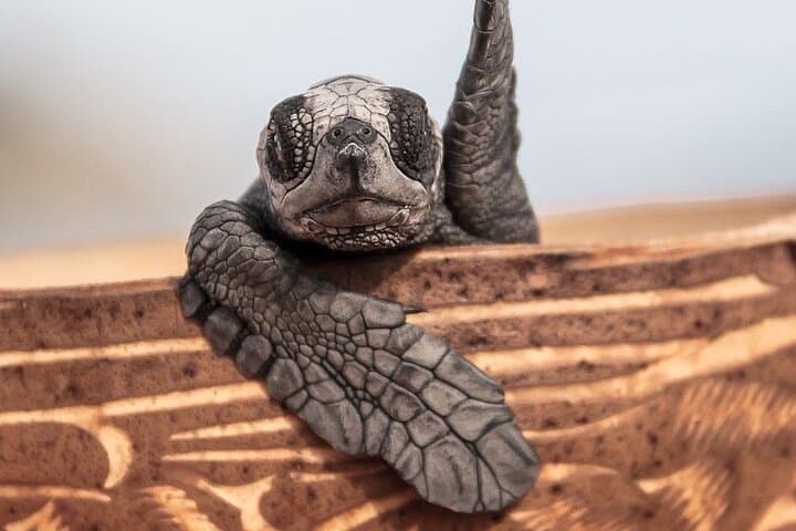 Los Cabos Sunset Turtle Release Conservation Experience