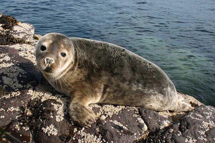 Seabird & Seal Farne Islands Cruise. 1.5 hours long. Departing from Seahouses.