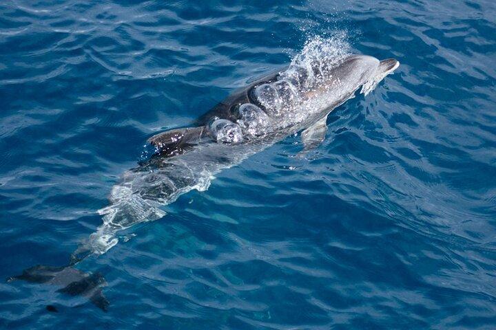 Boat trip along the Northwest Coast of La Palma