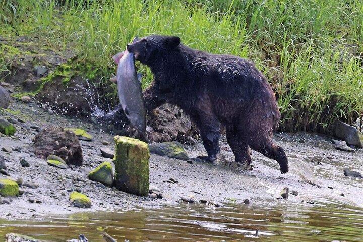 3hr Private Custom Excursion in Ketchikan for up to 14 people