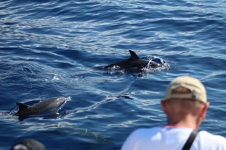 Half Day Madeira Island Cruise with Lunch