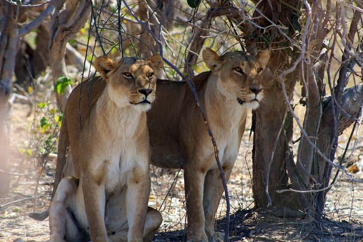 7-Day Okavango Delta & Moremi Safari from Maun – All-Inclusive