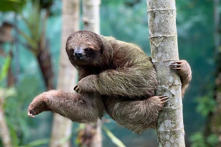 4 in 1 Sloth Encounter, Rio Celeste, Waterfalls, Rainforest tour