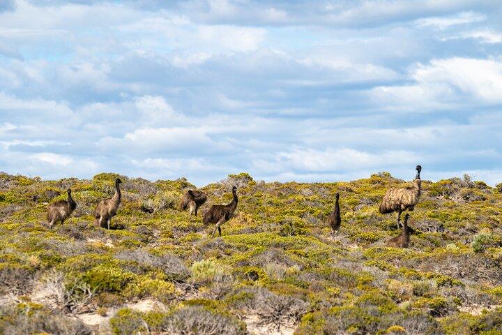 Port Lincoln Full-day Exploration Tour
