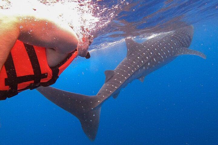 Whale Shark and Snorkeling Adventure from Isla Holbox