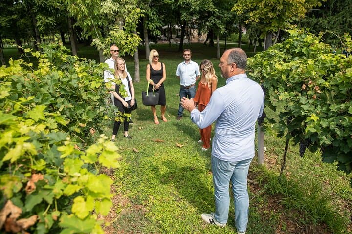 Tour and Tasting of Organic Wines in Lazise