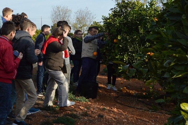 2-Hour Tour through the Stately Orchard with Orange Tasting