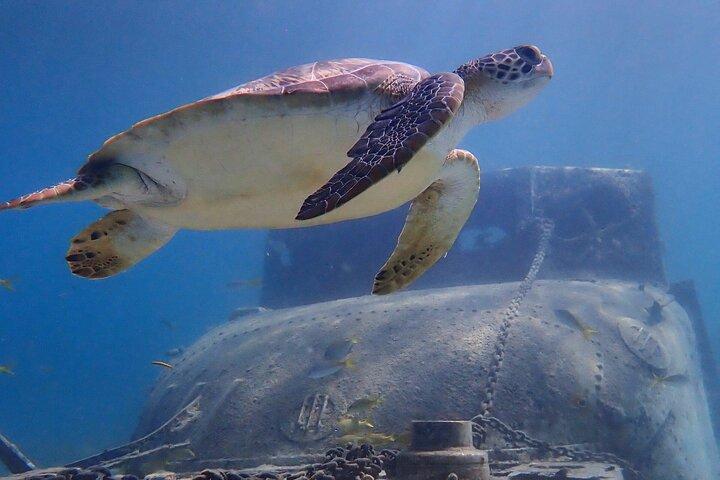 Swim With Turtles