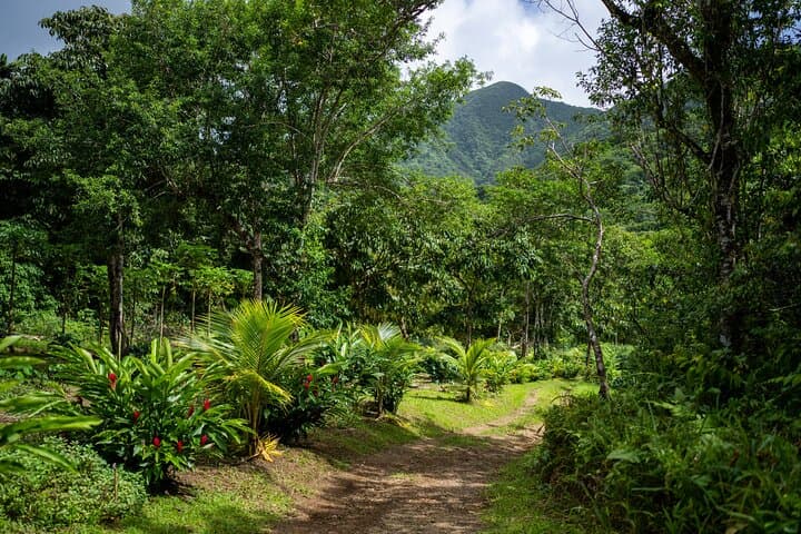 Liamuiga Natural Farm Tour - St.Kitts and Nevis' Coffee Farm