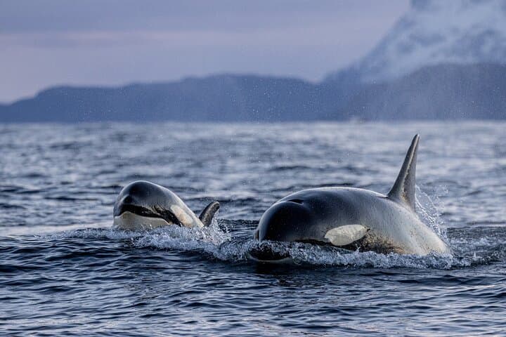 Tromso Skjervoy Whale Watching on RIB Boat