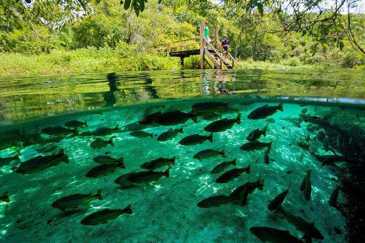 Crystal Clear Adventure: Floating Through the Sucuri River
