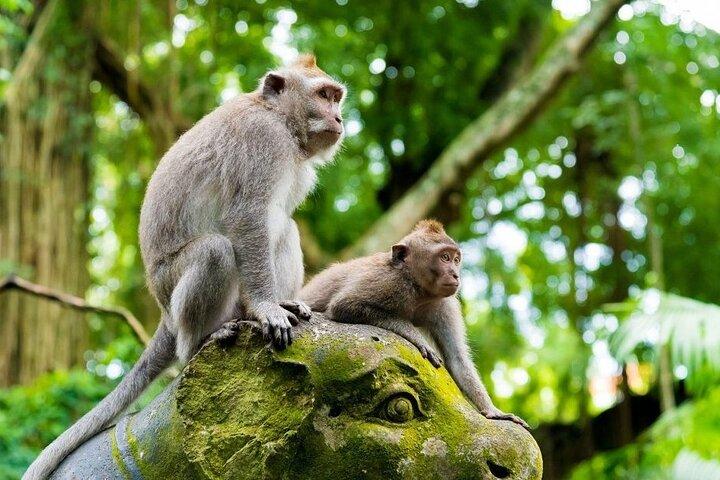 Fullday Bali Ubud Tour - Private All Inclusive