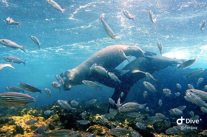 Santa Fe Island & Playa Escondida Snorkeling Day Trip