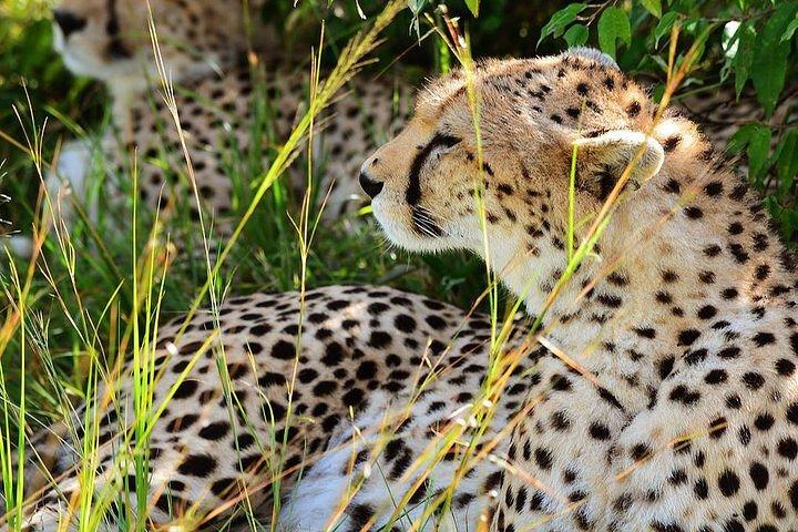 4-Day Masai Mara and Lake Nakuru Jeep Safari